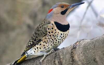 Locked Out: Social Media, Survival Mode, and the Northern Flicker