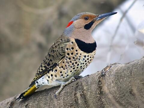 Male Northern Flicker